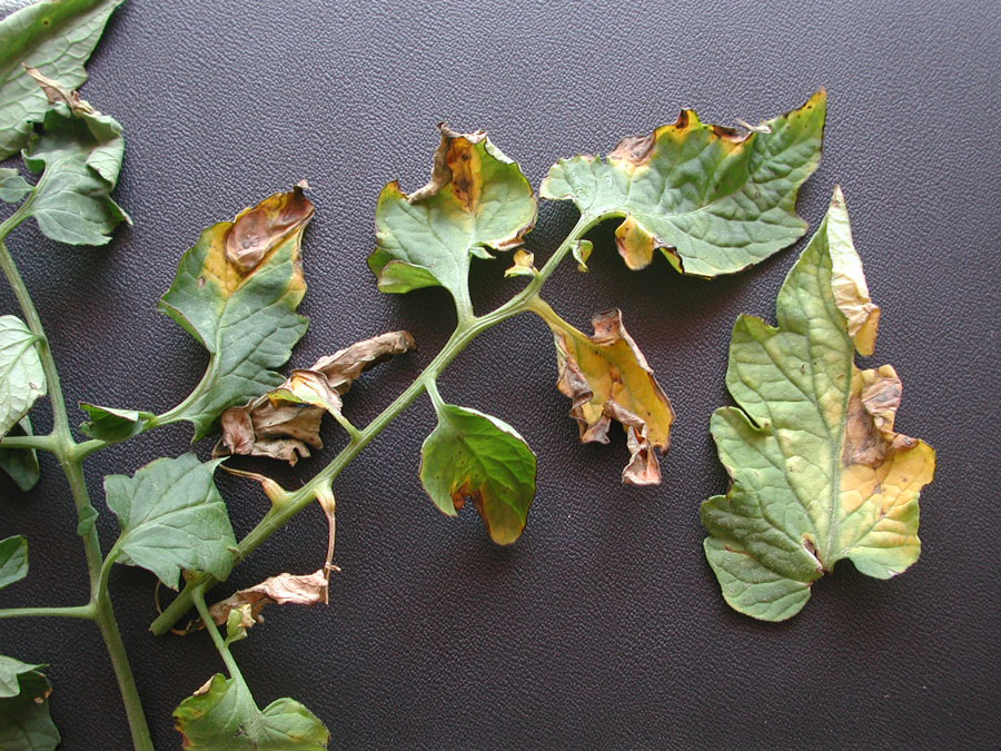 verticillium wilt potato plant diseases pictures