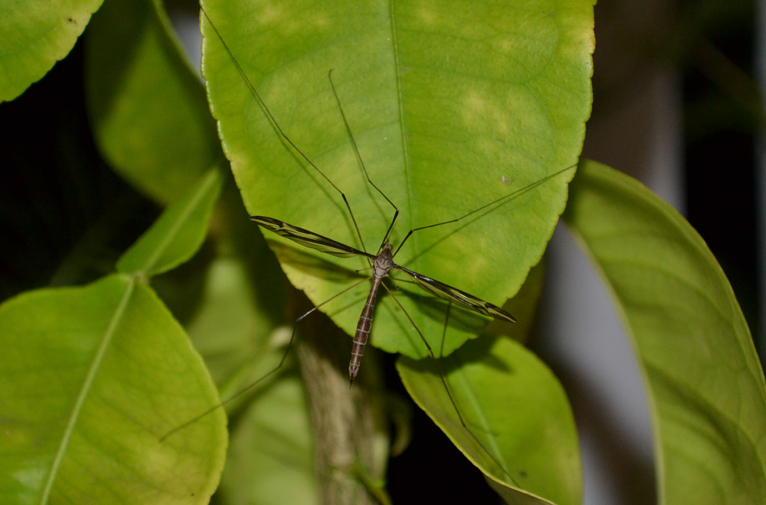 Woods Walks and Wildlife: Creatures of the Night (Again): Our Peeper ...