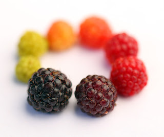 Wild Harvests: Blackcap