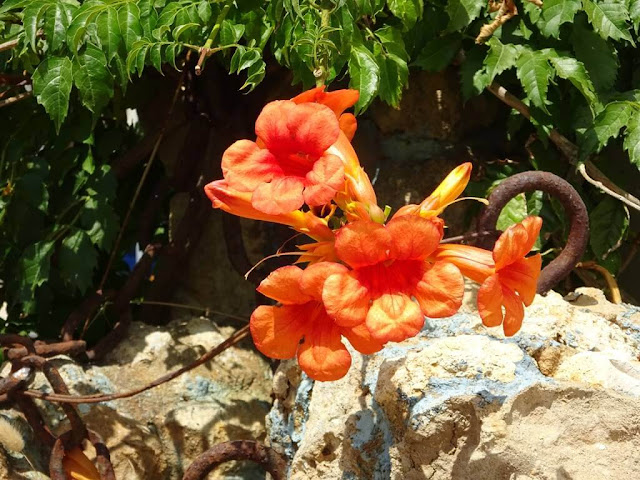 Trombeta Chinesa - Campsis grandiflora  