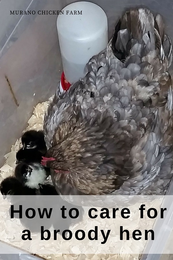 Broody hens, how to care for them Murano Chicken Farm
