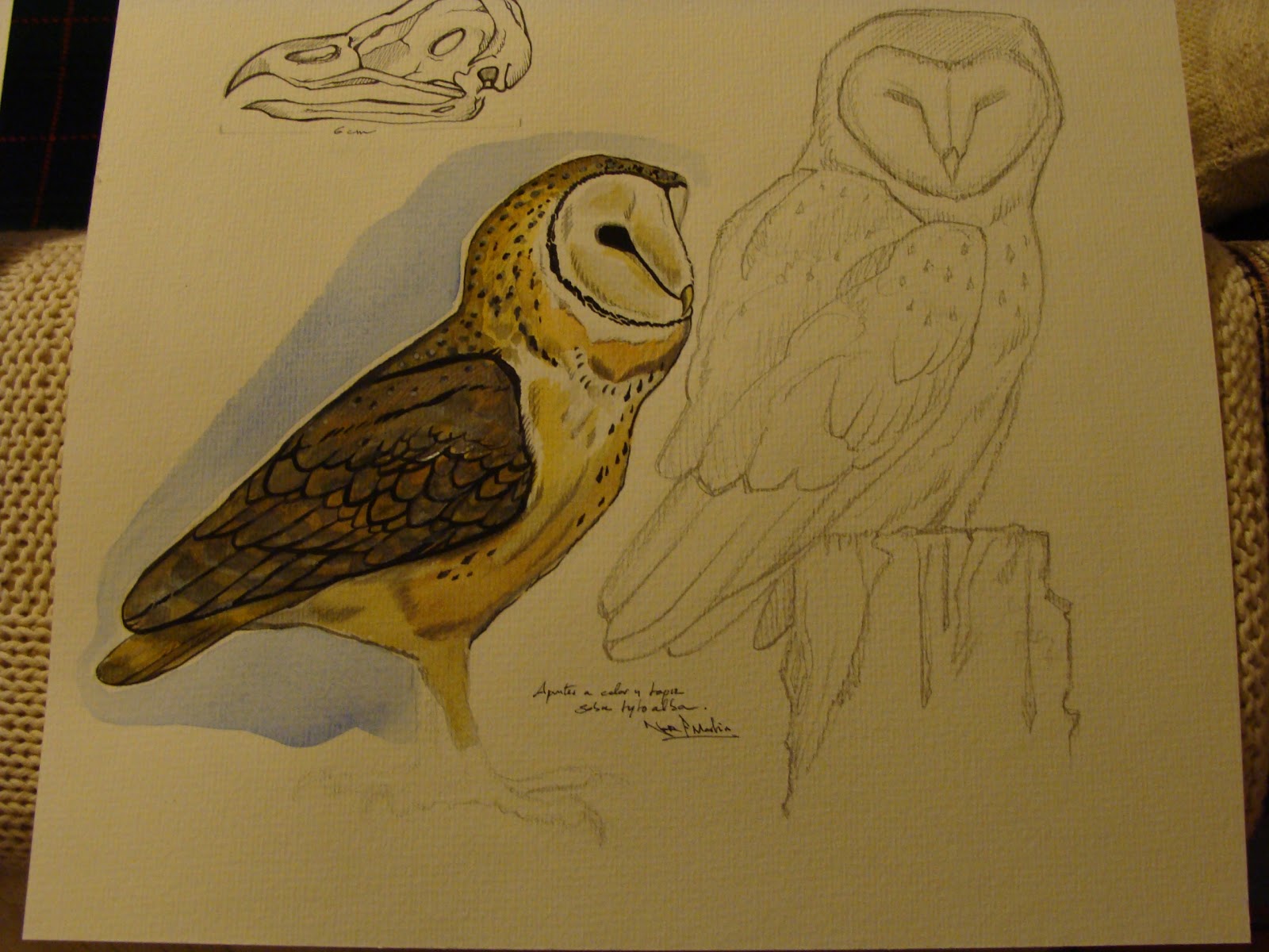 Nor Martin ilustracion Lechuzas comunes (Tyto alba