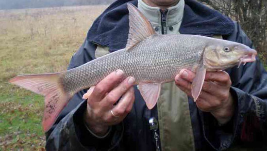 Рыбалка на Кавказе. Кавказские Усачи