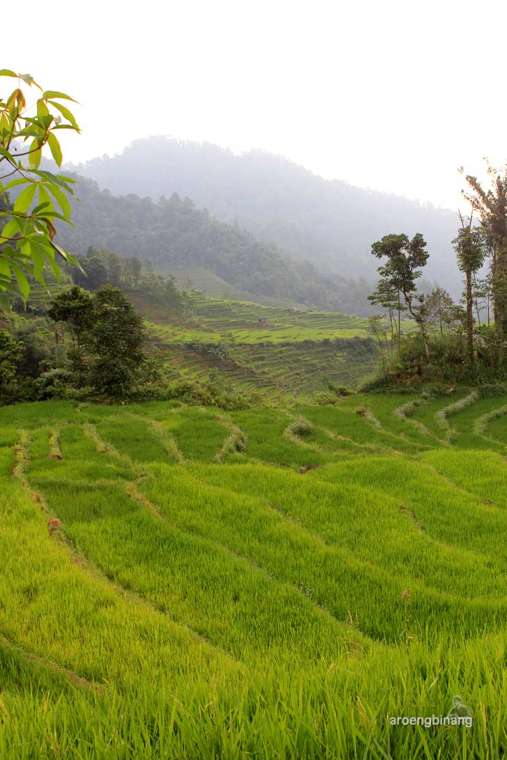 makam syekh maja suta petungkriyono pekalongan