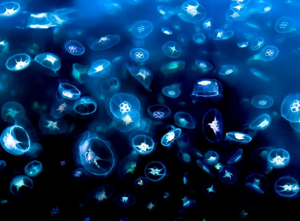 Moon Jellyfish Wallpaper Hd