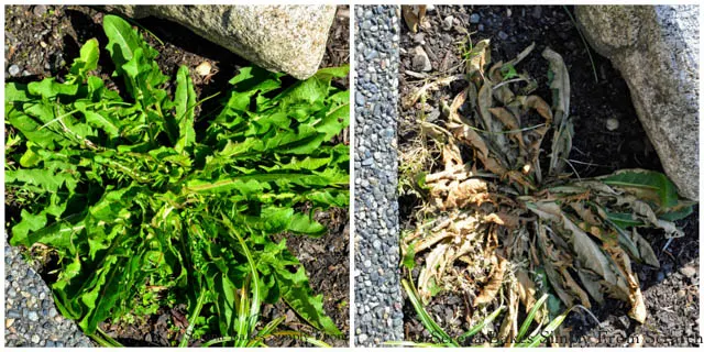 Homemade-All-Natural-Inexpensive-Weed-Killer-Dead-Weeds.jpg