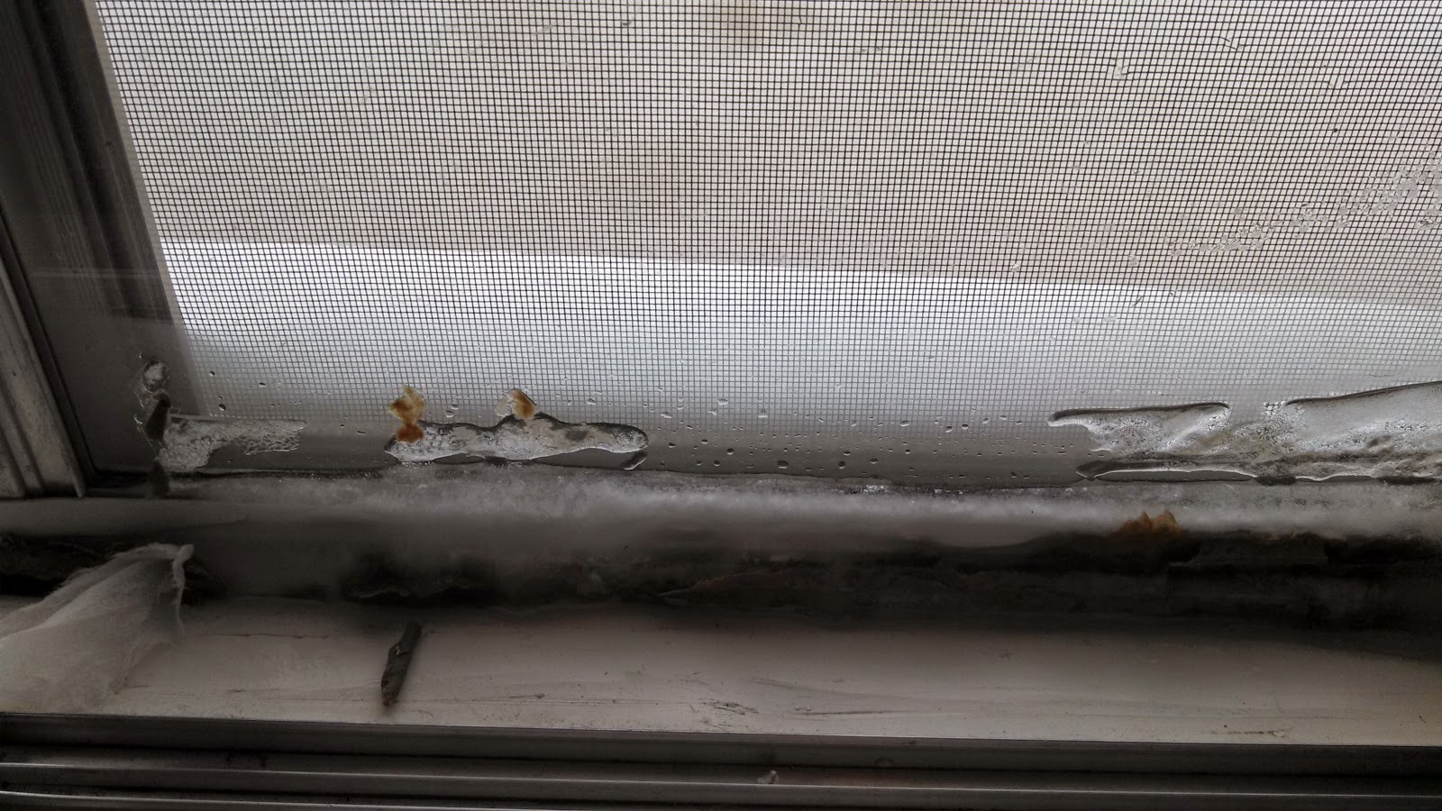 Environmental Health Hazards Black Mold in an apartment... the people