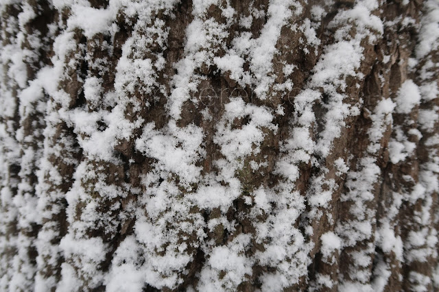 Hollanda Günlükleri 16