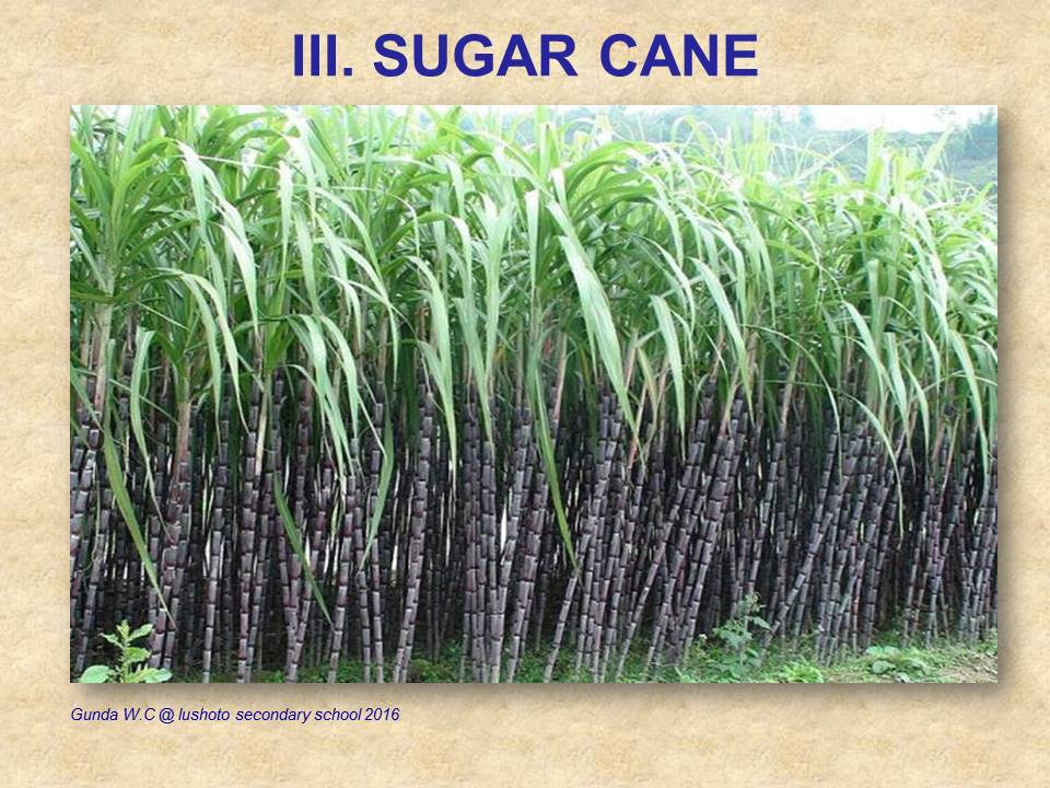 NYUMBA AGRICULTURE SUGAR CANE PRODUCTION (LESSON NOTES FOR FORM TWO)