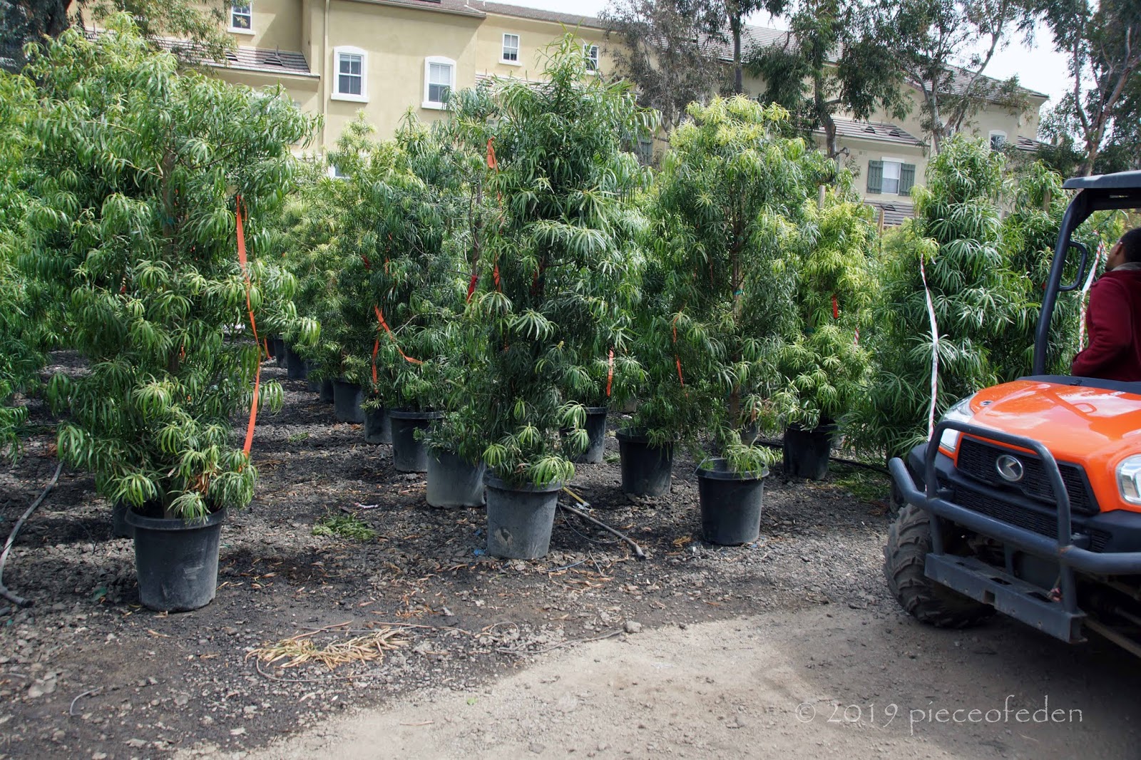 A Big Tree Nursery