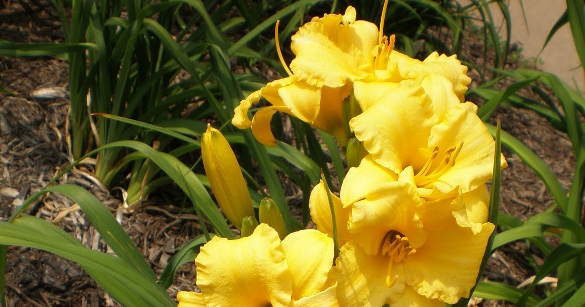 Mike Fleche Daylilies Nerissa's Ring