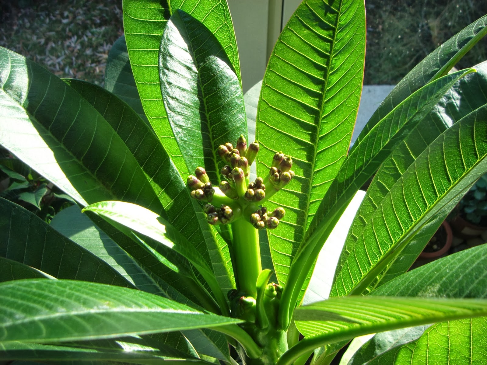 my gardening archive frangipani