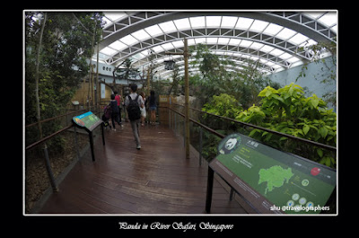 panda, giant panda, giant panda conservation center, giant panda forest, panda river safari singapore zoo, panda zoo negara malaysia, panda chiangmai zoo thailand, panda wwf