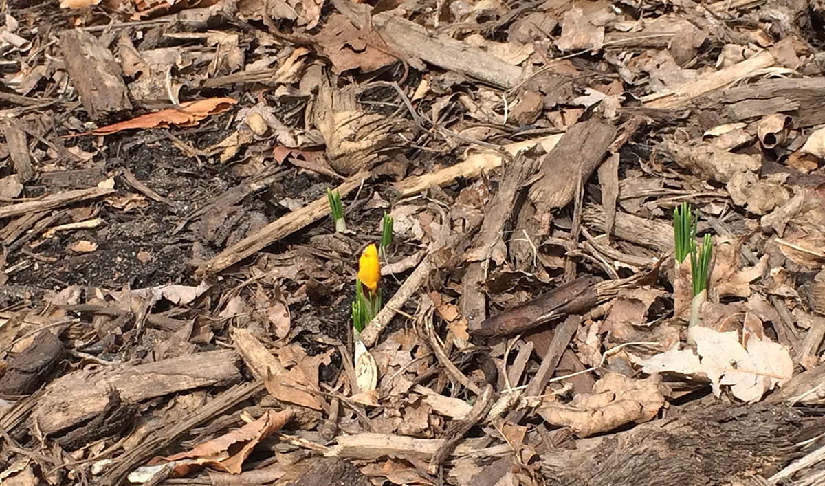 Sharon's Compendium Saving more bees How and why I'm rethinking mulch