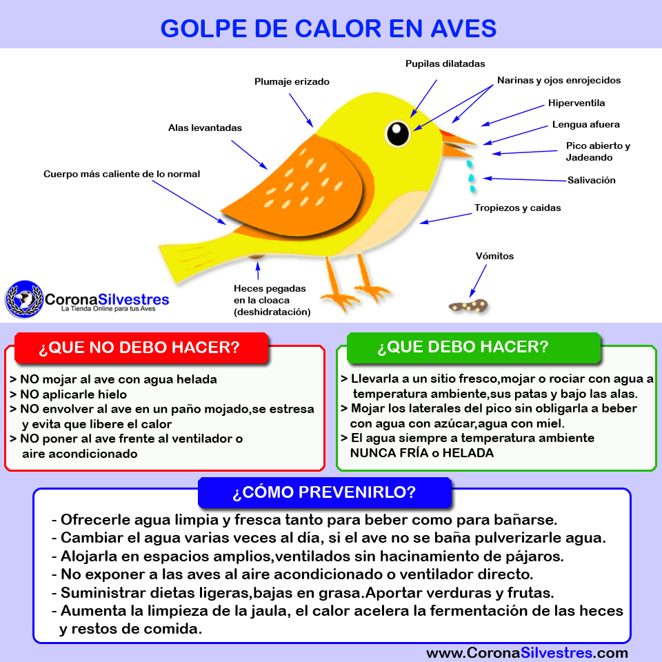 Download Golpes fresco HD