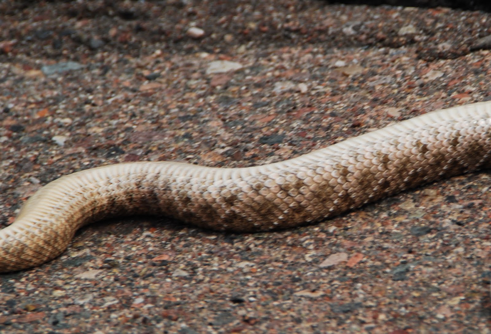 desert horses snake question ***WARNING**snake photossnake stick