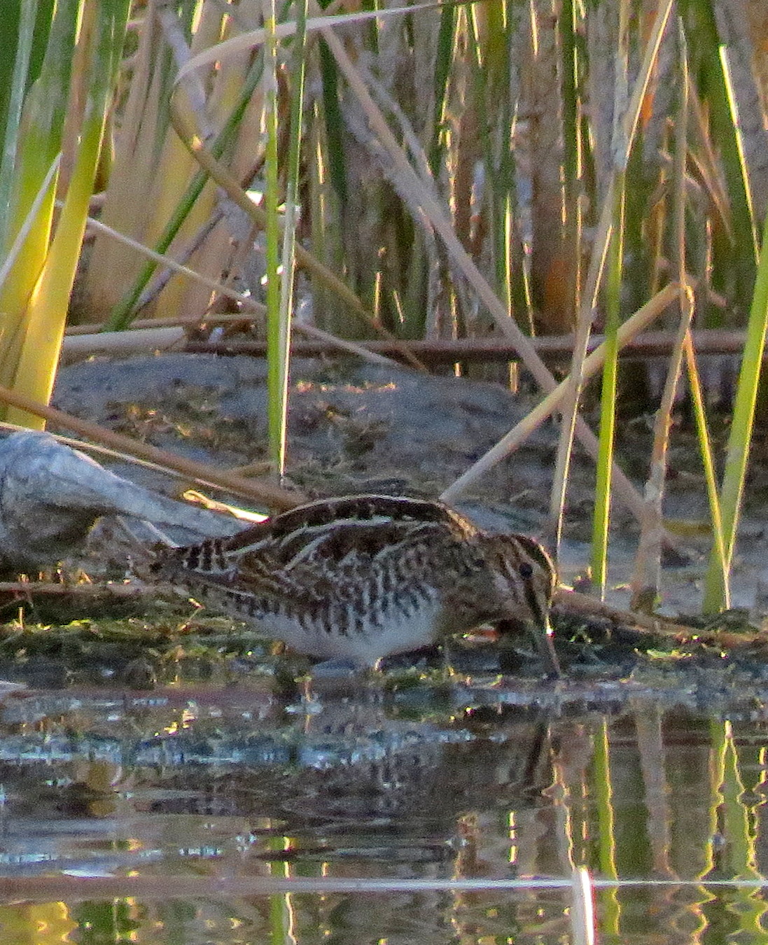 Keeping up with Glenn Reubon Catfish Paradise 12/13/2017