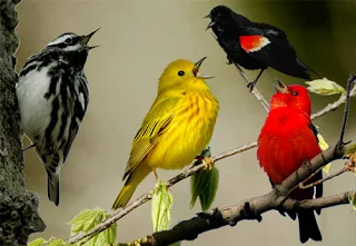 sonnerie-Le-chant-des-oiseaux-mp3