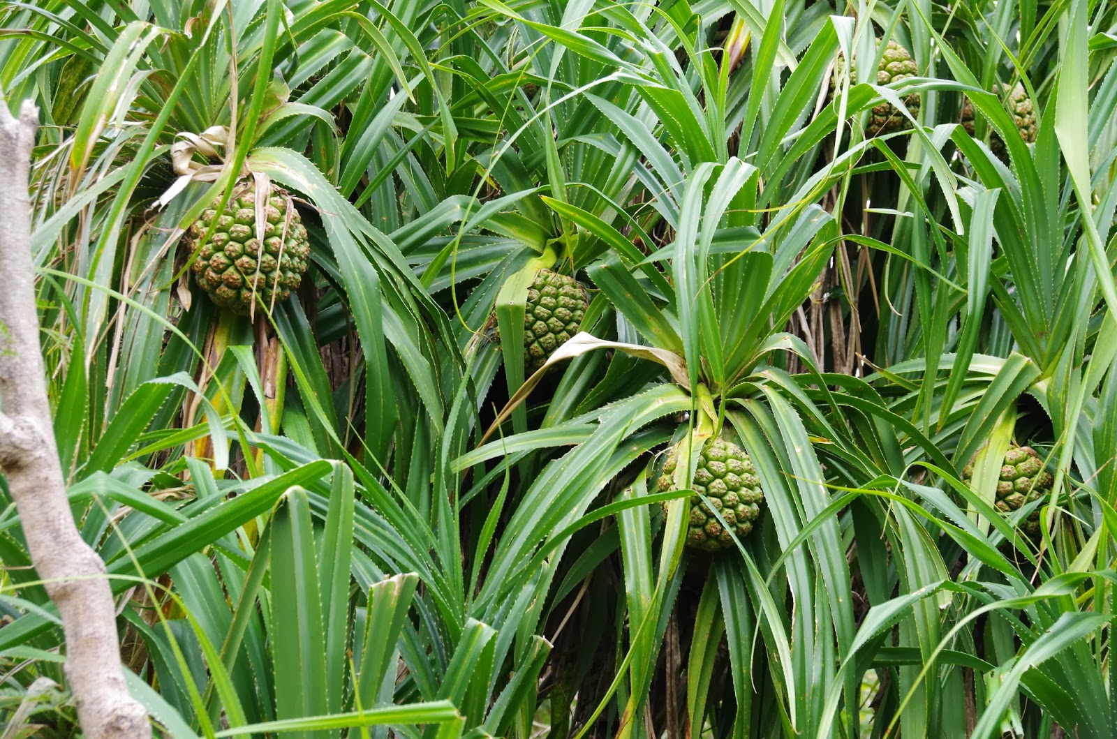 Trees and Plants Pandanus