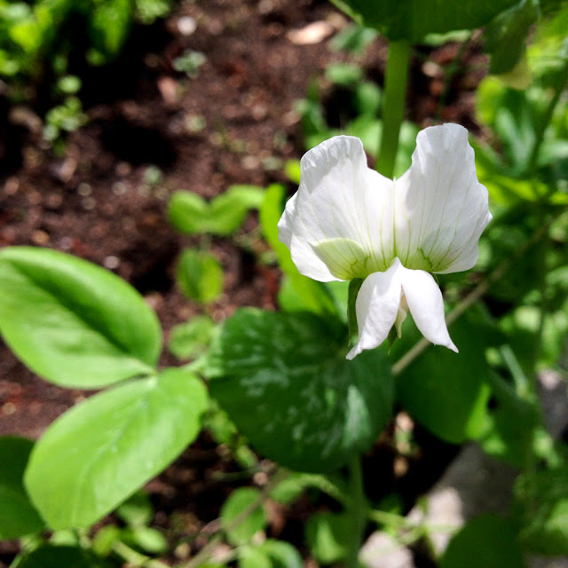 snap peas, pea flower, garden, Anne Butera, My Giant Strawberry