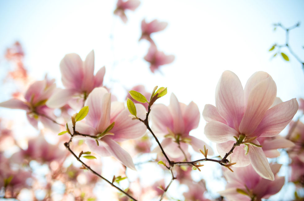 [Image: loai-hoa-may-man-cua-12-cung-hoang-dao-9.jpg]