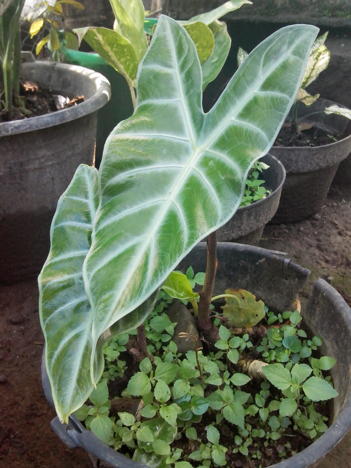 Gambar Talas Varigata