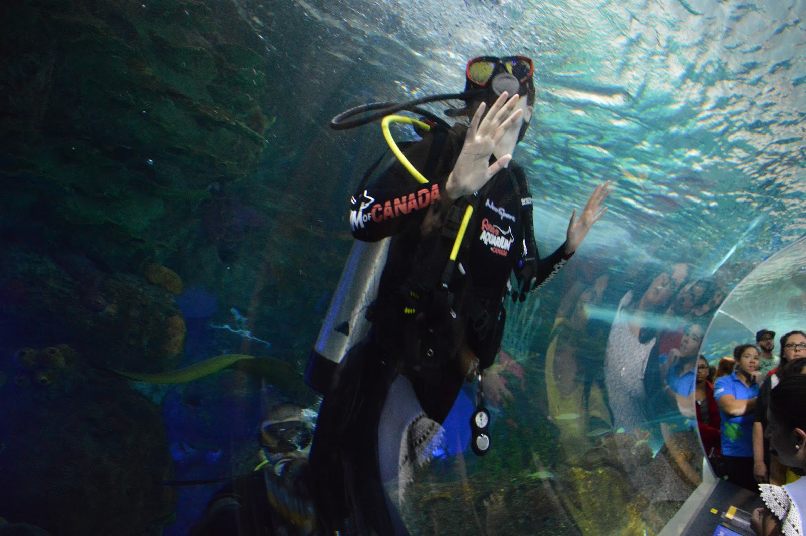Discovery Dive at Ripley's Aquarium of Canada in Toronto, Ontario