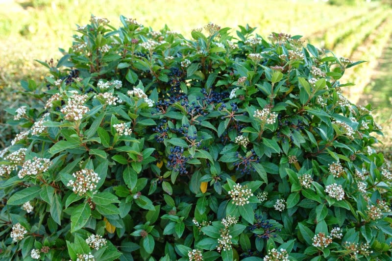 Viburnum Tinus 7 5 Ltr Perfect For Plants