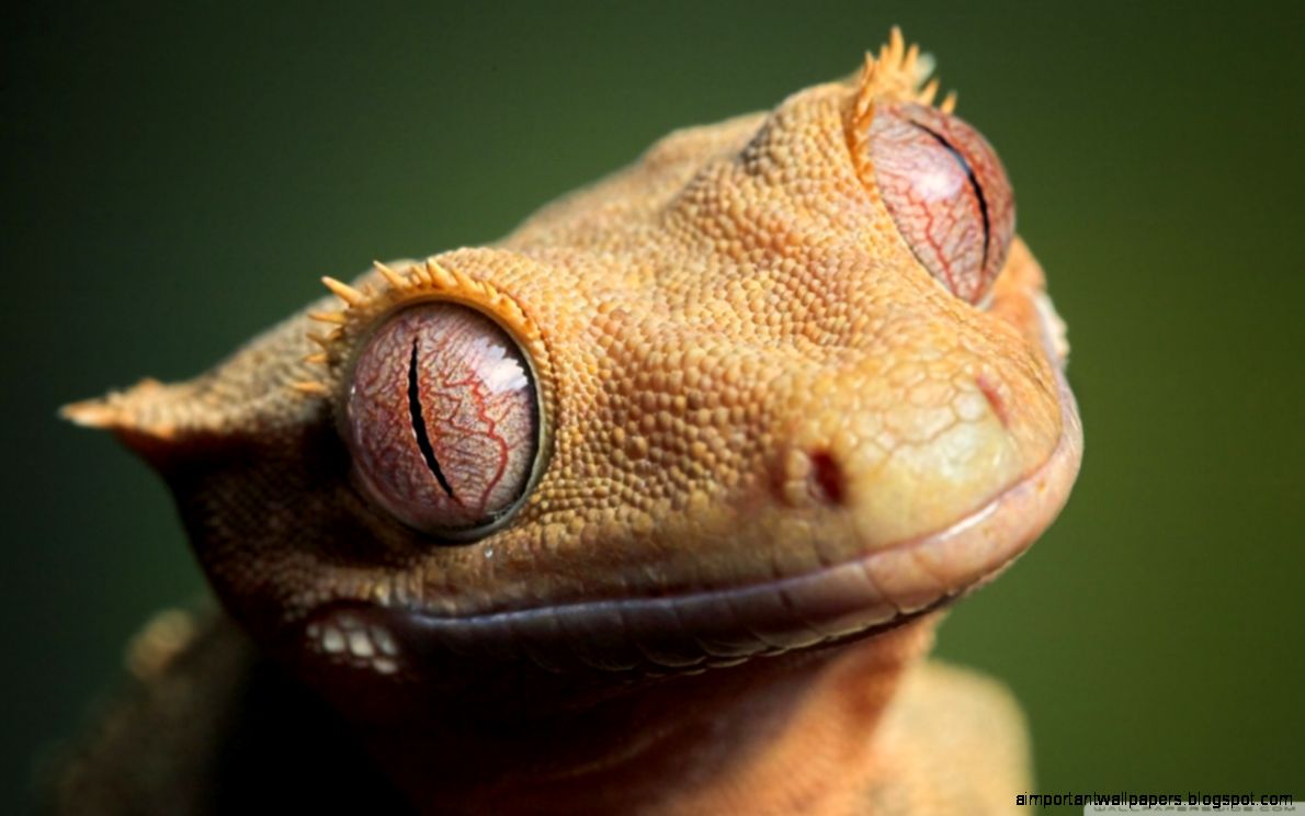 Cute Crested Gecko HD desktop wallpaper  Widescreen  High
