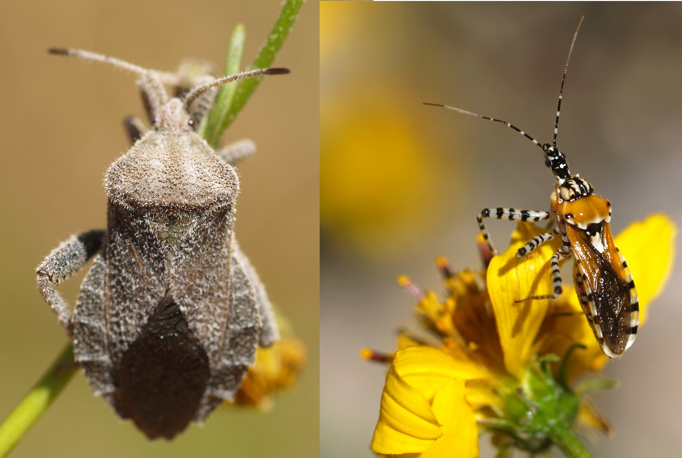 Arizona: Beetles, Bugs, Birds and more: October 2017