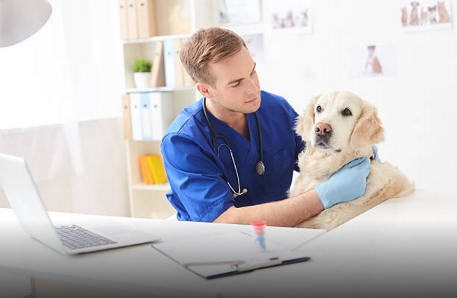 Introducing PetScripts | Vet Products Direct Australia