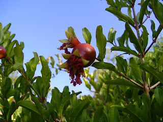 pomegrate fruit, dying flower