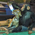 Χιμπαντζής ταΐζει τίγρη
