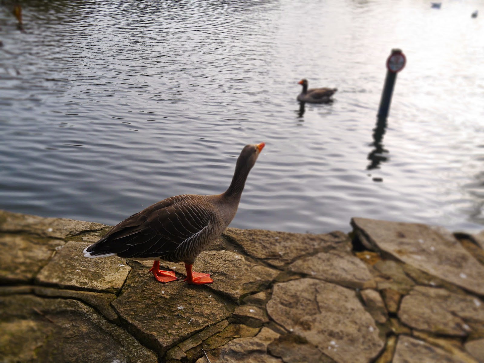 Ducks at Poole Park