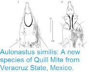 http://sciencythoughts.blogspot.co.uk/2016/08/aulonastus-similis-new-species-of-quill.html