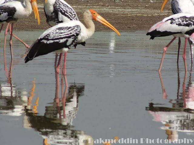 Migrated bird watching at Bhigwan kumbargaon - Simply amazing experience