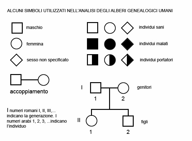 Esercizi Alberi Genealogici Zanichelli Con Soluzioni Il blog di Little Science