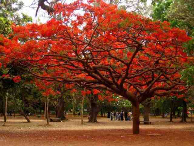 Delonix+regia+-+Royal+Poinciana+-+Gulmohar+11.jpg