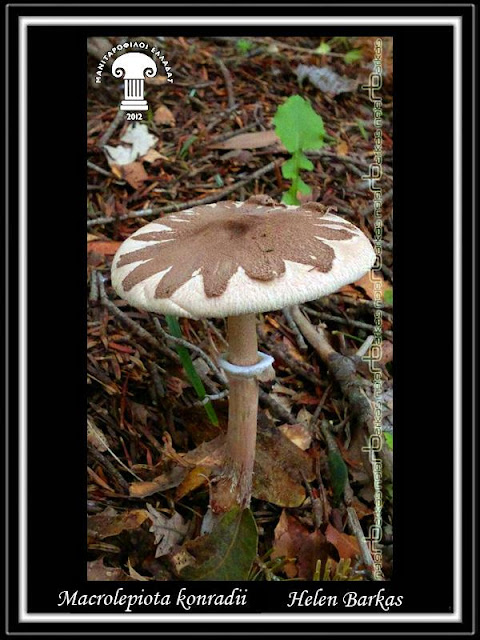 Macrolepiota konradii (Huijsman ex P.D. Orton) M.M. Moser