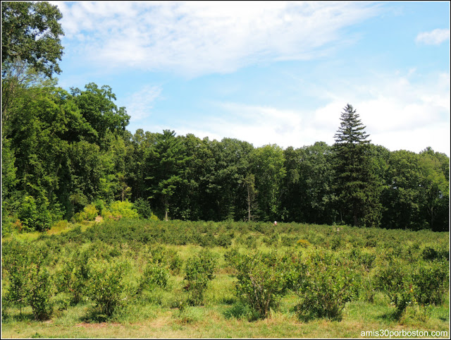 Granjas de Helados en Massachusetts: Smolak Farms