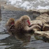 Monkey see, monkey do: Visiting Jigokudani's Bathing Snow Monkeys