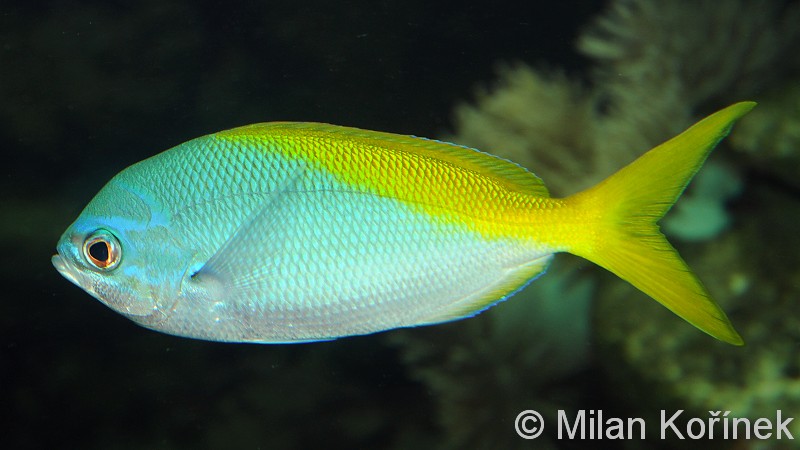 Jenis - Jenis Ikan Air Laut Ekonomis Penting [Bagian 14] - Lalaukan