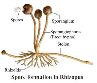 Spore Formation :
