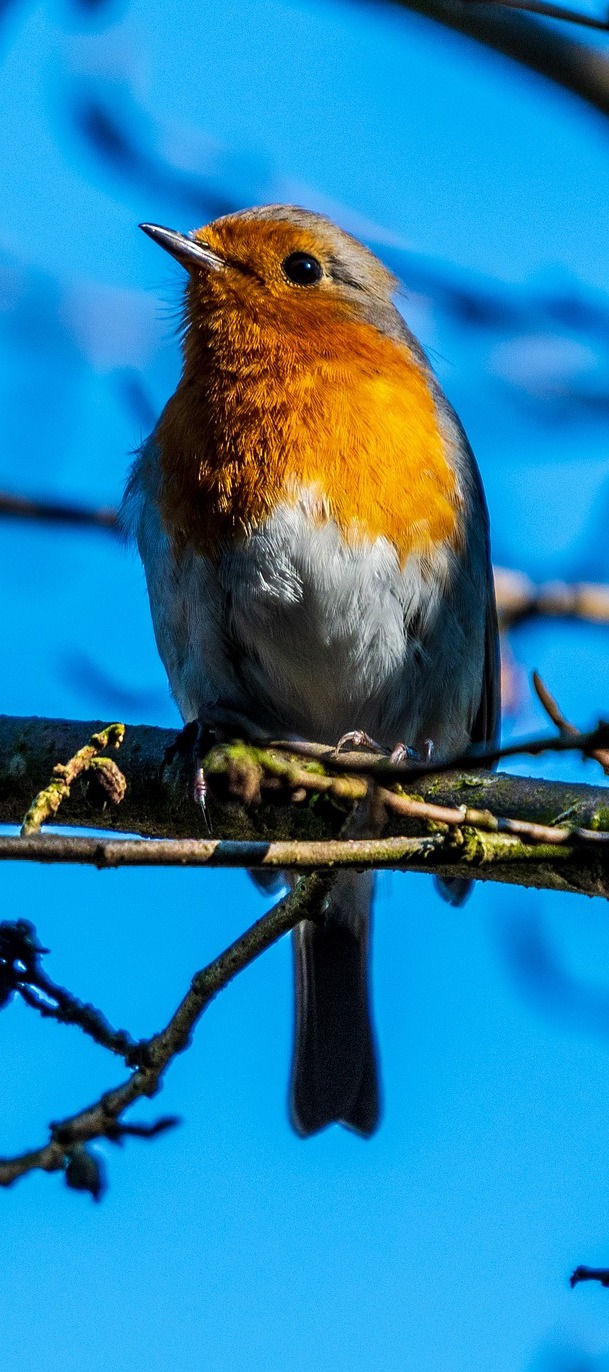 Photo of a robin.