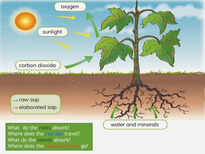Unit 4 Plants Unit 4 Plants