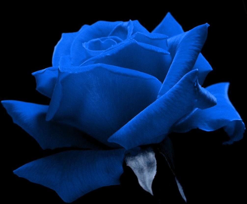 Blue Roses 107
