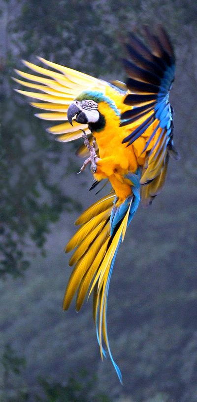 Gold & Blue Macaw (Ara ararauna) | Our World’s 10 Beautiful and Colorful Birds