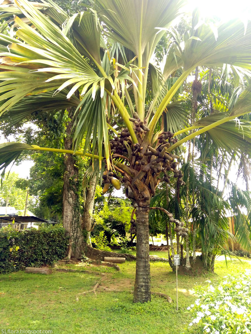Debidi pol (Double Coconut) - Lodoicea maldivica | SL Flora