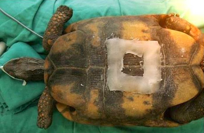 Caesarean section for a turtle (6 pics), Vets perform Caesarean section on turtle to save her life