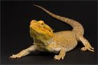 Bearded dragon